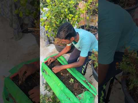 Harvesting sweet potato 🍠