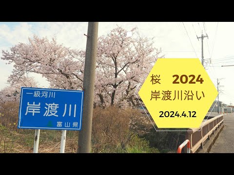 2024.4.12 2024桜　岸渡川