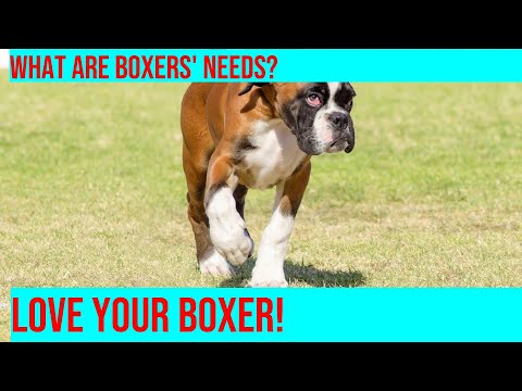 Crating a Boxer: Understanding Their Response