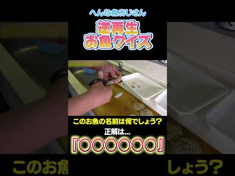 【逆再生お魚クイズ】この鱗の硬いお魚はなんでしょう？！難易度★2#shorts #seafood #食テロ #asmr ＃逆再生 #お魚クイズ