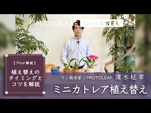 【プロが解説】ミニカトレアの植え替えのタイミングとコツを解説