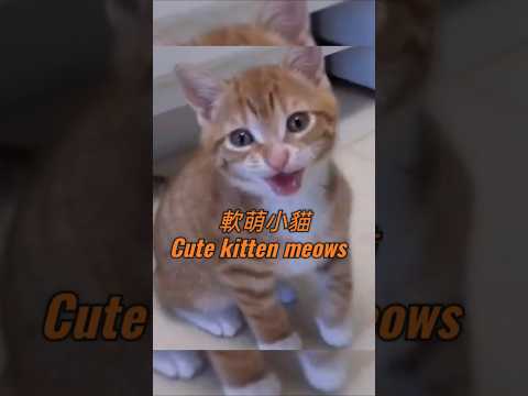 Cute kitten meows 軟萌小貓#cat #kitten adorable kittens videos