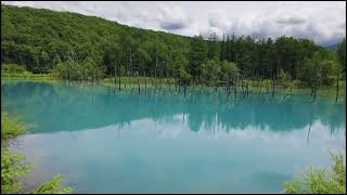 北海道/美瑛/白金青池