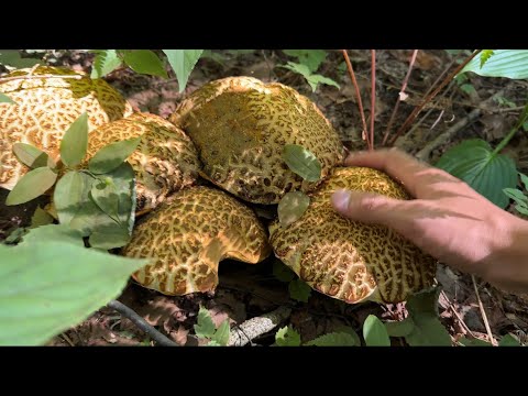 きのこ狩り　夏キノコのハヤシライス