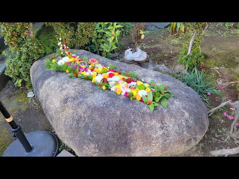 大法山 大乗寺 花手水🌼            東京都台東区谷中1-6-1