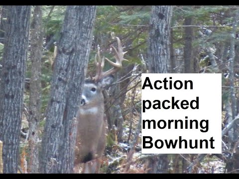 Big deer encounter while bowhunting