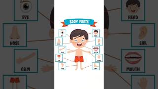 Body parts #youtubeshorts #learnbodyparts #bodyparts #ytshorts #englishgrammar #kidsshortsvideo