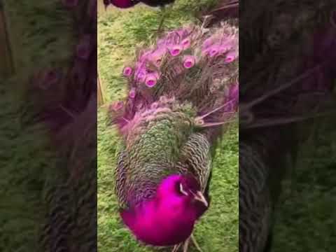 beautiful pink peacock dancing with sounds #shorts #trending #viral