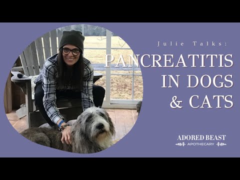 Pancreatitis in Dogs and Cats