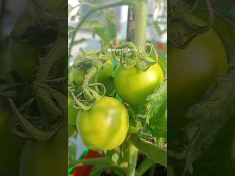 tomato colour transformation #tomato #terracegarden