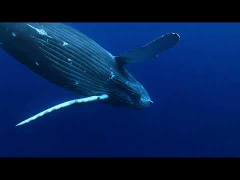 やはりでかい！ザトウクジラと泳ぐホエールスイム