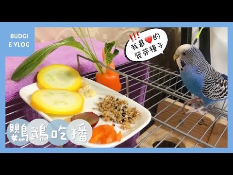 09｜鸚鵡吃播｜發芽種子蔬果大餐｜虎皮鸚鵡 Budgie セキセイインコ【啾啾鳥日常】