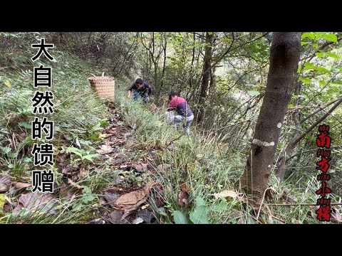 大自然的馈赠：山野蘑菇采摘记，烹饪田园风味牛肉干锅蘑菇【南方小杨】