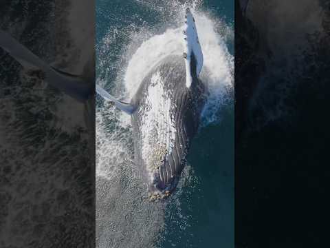 This whale’s breach is poetry in motion! #whale #peaceful