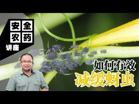 【Baba安全农药讲座】如何有效减缓蚜虫？最强蚜虫有机防治方案！| 蚜虫特征和繁殖方式、植物症状、有机防治方法、防治注意事项 | 蚜虫有机防治