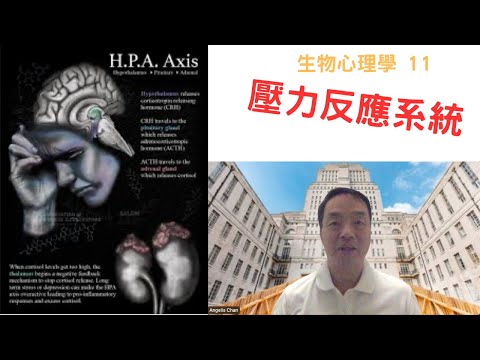 生物心理學11: #壓力反應系統 #hpaaxis #hypothalamus #pituitarygland #adrenalgland #corticosteroids