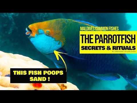 🐠 Maldives Parrotfish - Fish Fun Facts : Sand Pooper and Beach Maker 😜