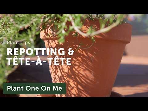 Rosemary and Ginger Repot & Tête-à-Tête — Ep. 401