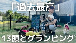 【犬13頭と暮らすおっさん】また前代未聞!!13頭でグランピングに行ってきたら最高でした【ドッグにグッドなグランピング和歌山北】