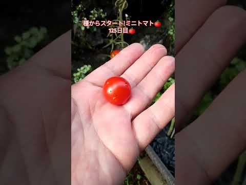 種からスタート!ミニトマト🍅125日目🍅 #shortsfeed #家庭菜園 #種から育てる #ミニトマト栽培