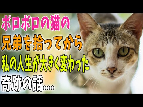 【猫の不思議な話】あの日、ボロボロの猫の兄弟を拾ってから私の人生は大きく変わりました.三匹の子猫が招いた、奇跡としか言いようがない感動の物語…【朗読】