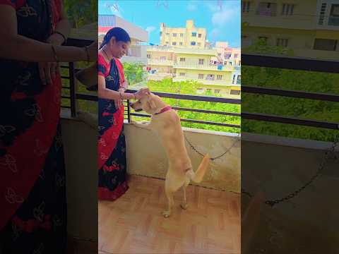 #shorts  ||#shortsfeed ||#petdog ||#scubecookingvlogs  ||#ytshorts