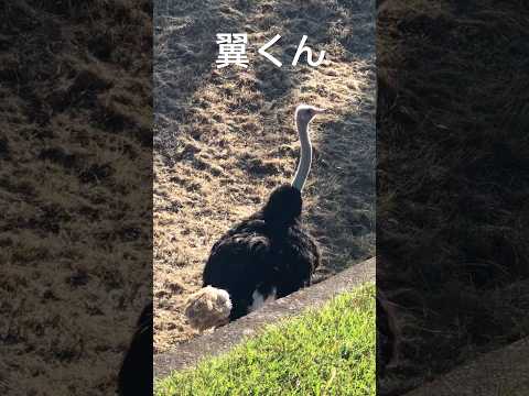 #shorts ダチョウの翼くん　千葉市動物公園