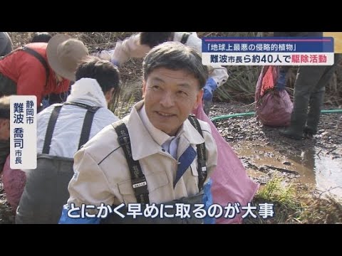 難波喬司市長VS「地球上最悪の侵略的植物」　静岡市葵区