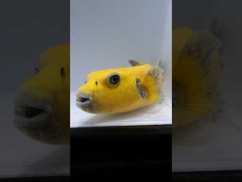 Unboxing a HUGE Golden Pufferfish! #shorts #fish #animals