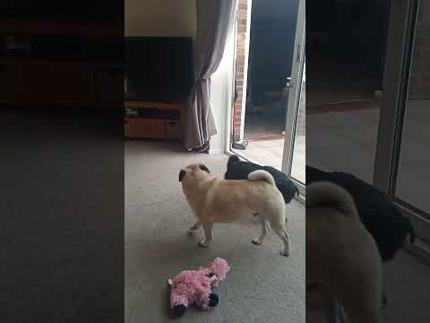 insanely adorable love between pugs so cute, so needy. #adorable #petlover #subscribe