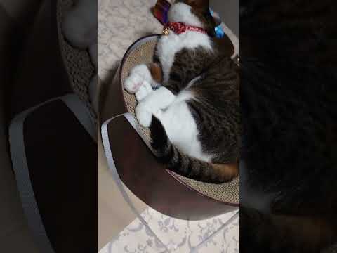 しっぽ でリズム隊🐱🐱 #猫動画 #cat #apex