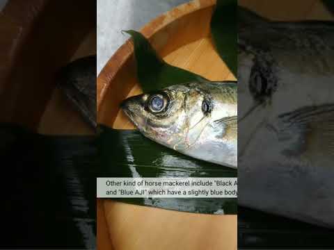 E17【Ma-Aji】 TSUKIJI FISH MARKET Inc by 市場系youtuber疋田拓也Takuya Hikita～本気の目利きシリーズ16～Horse mackerel～