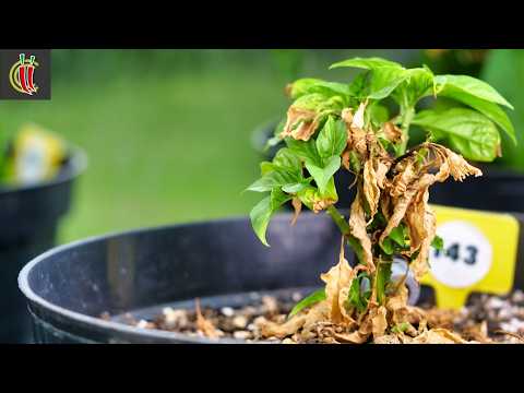 Worst Chilli Season Ever? Chilli Grow Update. July 2024