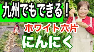 ホワイト六片を収穫します。九州でもホワイト六片ができます