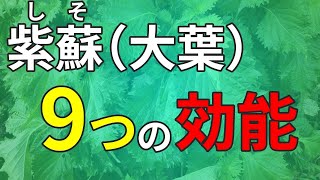 【薬草活用】しそ（紫蘇）の知っておきたい効能！健康のためにぜひ食べて欲しい｜＜田舎暮らし＞