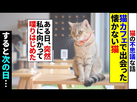 【猫の不思議な話】「この子だけは近寄ってこないよな…」猫カフェで出会った絶対になつかない猫。しかしある日、突然私に向かって喋りはじめると次の日から私に不思議な事が起こり始めた…。【朗読】【猫】【感動】