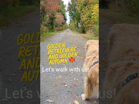 Walking Golden Retrievers into Golden autumn 🍁 #dogs #goldenretriever #pets