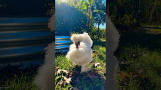 You are beautiful!🐔 #cute #puffpuff #pets #happypets #chicken #silkiechicks #puppyhappiness #secret