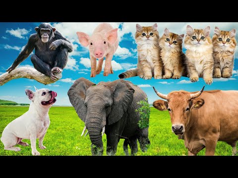 Beautiful Animal Moments: Dog, Cat, Duck, Chicken, Cow, Elephant - Animal Sounds