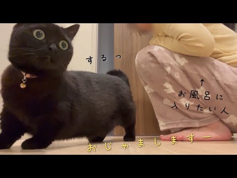 飼い主がお風呂に入ろうとすると、戸の隙間から何度も入ってくる黒猫