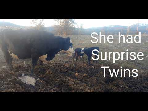 Rare Cow Gives Birth to Twin Calves 3/16/22