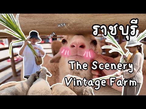 The Scenery Vintage Farm เที่ยวฟาร์มแกะกันน