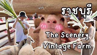 The Scenery Vintage Farm เที่ยวฟาร์มแกะกันน