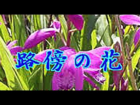 路傍の花  (거리의 꽃) - 大川栄策