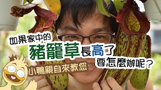 [蝕問鴨答] 如果豬籠草長高了要怎麼辦呢？What to do if pitcher plant growing too tall ?