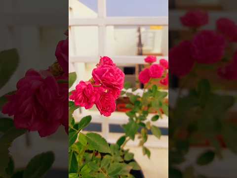 గుత్తుల గులాబీ #plant #rose #shorts #garden #minigarden #terracegarden #roseplantgrowingtips #diy