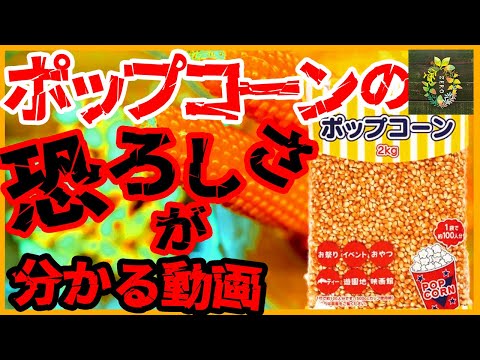 【閲覧注意】ポップコーン豆の真実を暴露します…【再生栽培】【家庭菜園】【園芸】