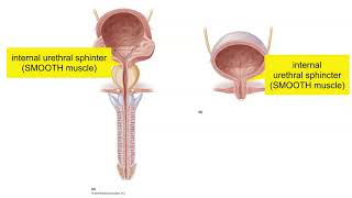 Bladder, Urethra & Micturition Basics