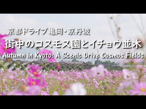 Autumn in Kyoto: A Scenic Drive Through Kameoka's Maple Leaves and Cosmos Fields