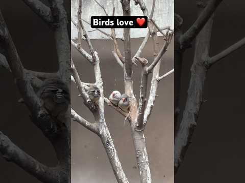 Birds love ❤️ #kruger #tiger #nature #travel #animals #shorts #viralvideo #youtubeshorts #short